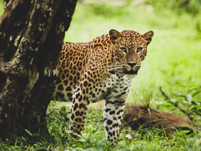 Tiere in Sri Lanka: Leopard hinterm Baum