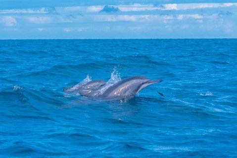 Privatreise Sri Lanka - Delfine vor der Küste