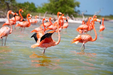 Yucatan Rundreise 2 Wochen - Flamingos im Wasser