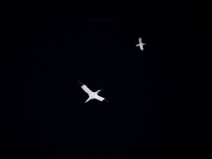 Basstölpel im Flug vor schwarzem Hintergrund
