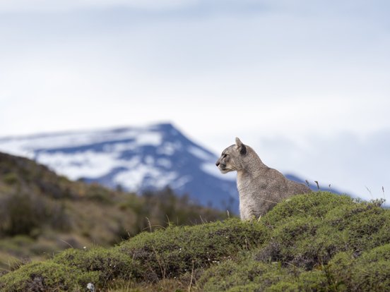 Puma im Torres de Paine NP  - Patagonien Fotoreise