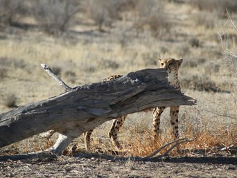 Gepard