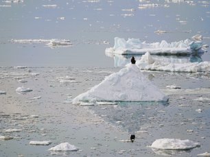 Riesenseeadler auf einer Eisscholle