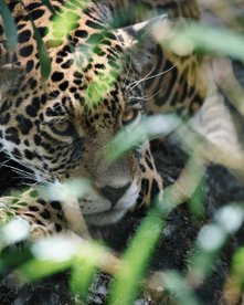 Jaguar liegt auf einem Ast, fotografiert doch ein paar Blätter
