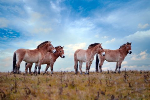 Mongolei Rundreise - Pferde auf Feld