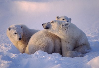 Naturreisen Europa/ Natururlaub Europa Eisbären Spitzbergen