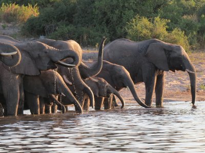 Elefantenherde am Fluss bei Sonnenuntergang