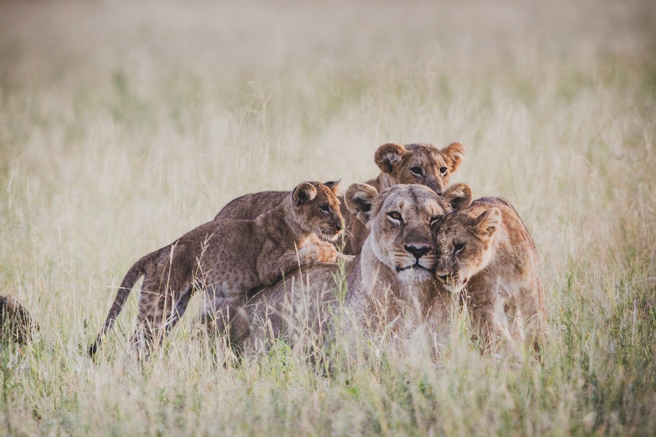 Löwenmutter kuchselt mit ihren Jungen - Botswana Highlights