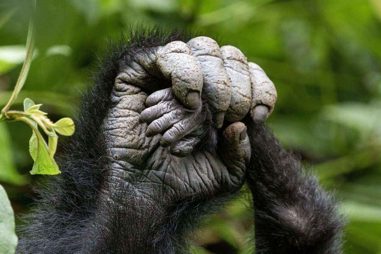 Nahaufnahme Hände eines Gorillas - Uganda Highlights