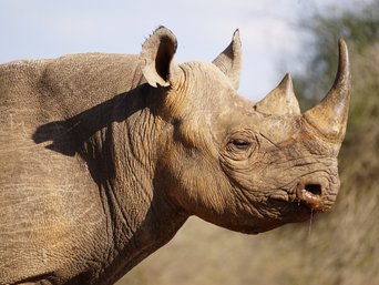 Profil eines Nashorns im Sonennlicht am Abend