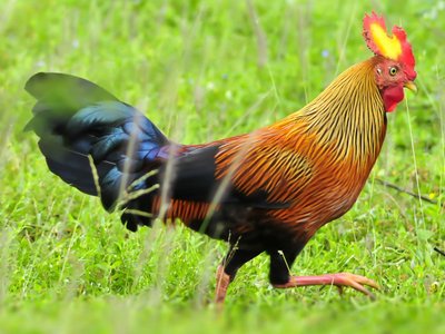 Tiere in Sri Lanka: Ceylonhuhn auf der Wiese