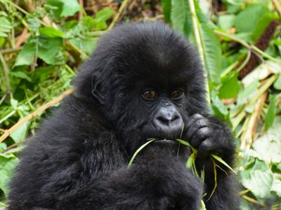 Baby Berggorilla knabbert an Grashalm - Uganda Highlights