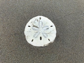 Strandtaler im Sand