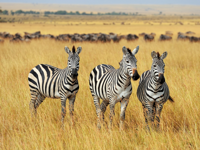Afrika und tansania Zebras