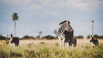 zebra im Makgadigadi-Pans-Nationalpark