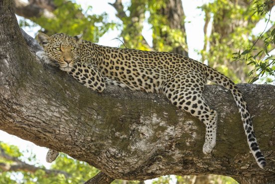 Leopard auf einem Baum