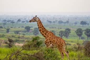 Rotschildgiraffe im Vordergrund und grüne Landschaft im Hintergrund
