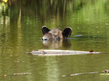 costa rica und panama rundreise - Tapir