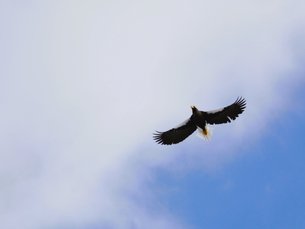 Riesenseeadler im Flug