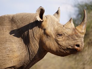 Profil eines Nashorns im Sonennlicht am Abend