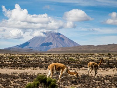 Vulkan mit Vikunjas - Chile Nationalparks
