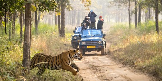 Tiger springt aus dem Grbüsch, um zu jagen