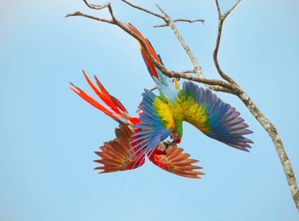 Osa Halbinsel - Aras an einem Ast