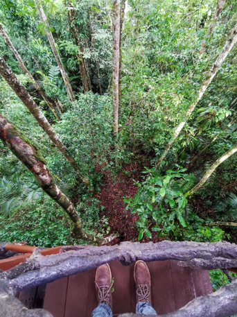 Blick vom Baumhaus der Maquenque Lodge
