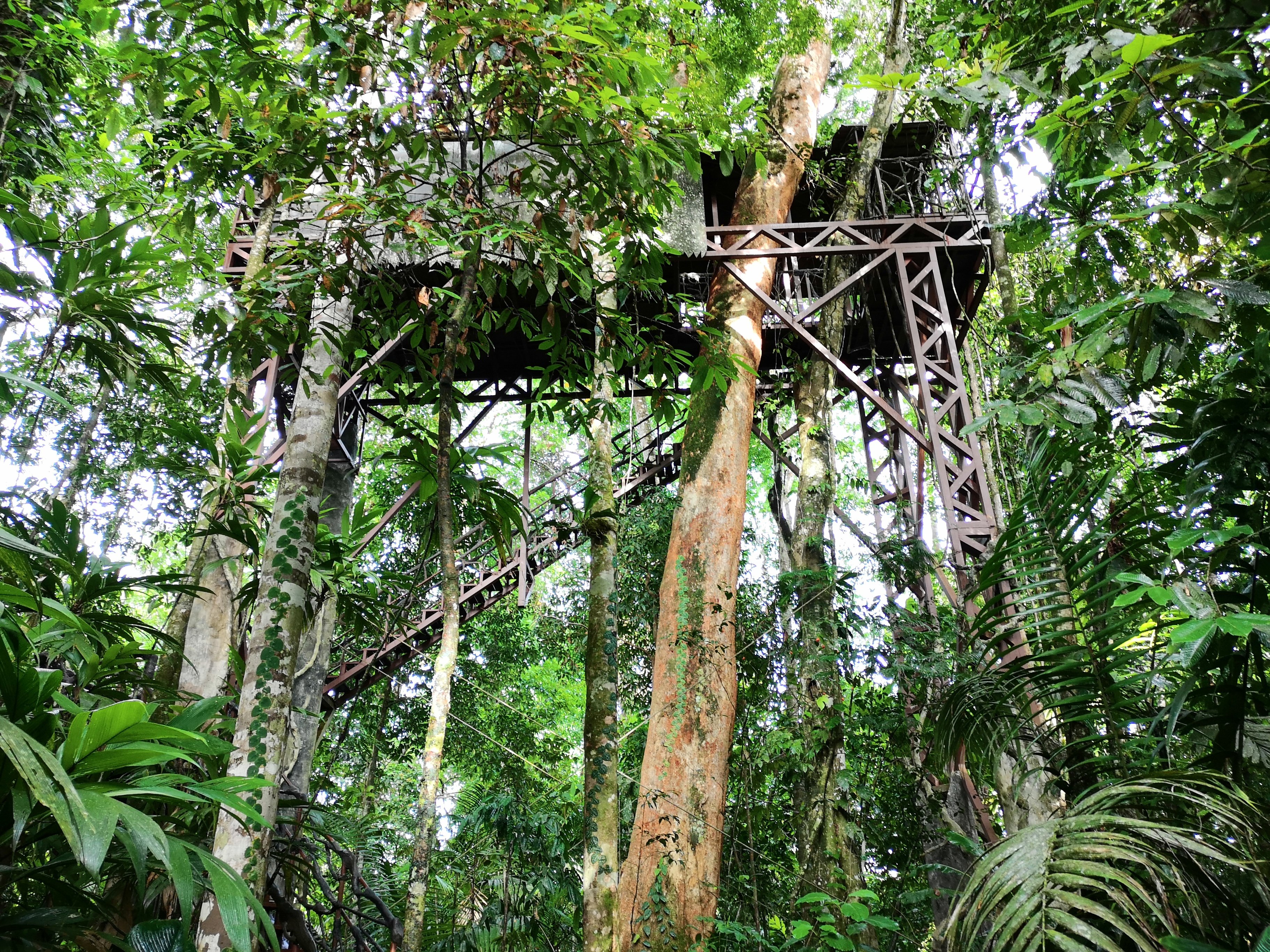 Blick von unten auf das Baumhaus der Maquenque Lodge im Dschungel