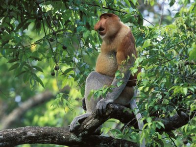 Nasenaffe