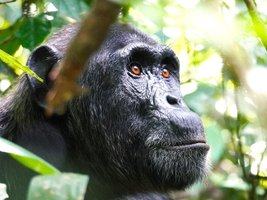 Nahaufnahme eines Schimpansen im Dickicht