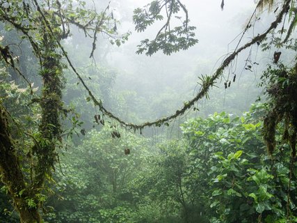 fotoreise costa rica - nebelwald
