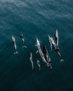 Osa Halbinsel - Delfingruppe im Meer