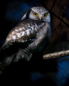Aufnahme einer Sperbereule bei Nacht in einem Baum