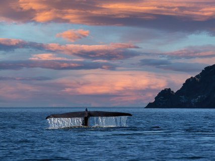 ?????????????????????????????????????????????????????????????????????????????????????????????? Blue Whale tail the biggest animal in the world at sunset in Loreto Baja California Sur Mexico