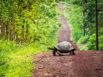 Galapagos Riesenschildkröte überquert eine Matschstraße