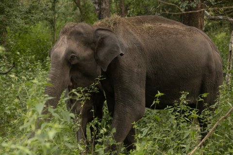 Südindien Rundreise - Asiatischer Elefant beim Fressen