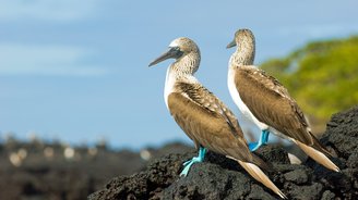 Zwei Blaufusstäuber auf einem Stein - Gruppenreisen Galapagos