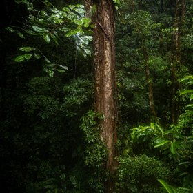 Mächtiger Regenwaldbaum in Costa Rica