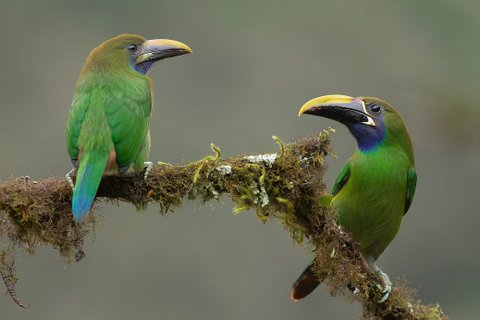 fotoreise costa rica - Vögel
