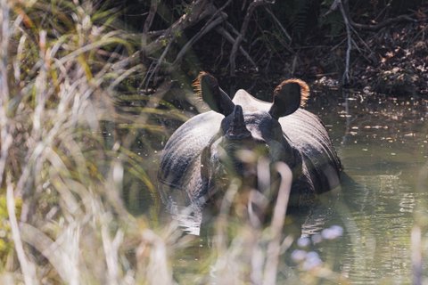 Ein Panzernashorn badet in einem klaren Bach