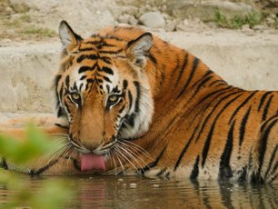 Tiger liegt in einem Wasserloch und trinkt