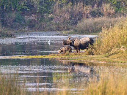 ????????????????????????????????????????????????????????????????????????????????????????????????????????????????????????????????????????????????????????????? Greater One-horned Rhinoceros, Indian Rhinoceros, Asian Rhino, Rhinoceros unicornis, Wetlands, Ro