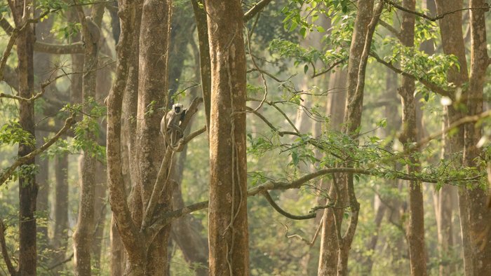 Ein Nepalesischer Hanuman-Langur sitzt auf einem Baum