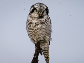 Sperbereule auf einem dünnen Ast