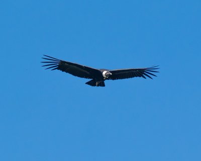 kolumbien selbstfahrer - fliegender Vogel