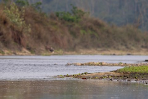 Ein Gavial sonnt sich auf einer Sandbank