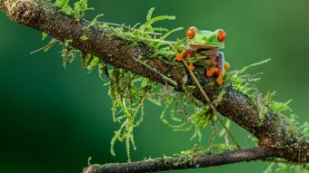Rotaugenlaubfrosch auf Ast