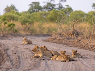 Löwenrudel liegt auf Straße - Botswana Highlights