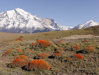 rot blühender guanacobusch